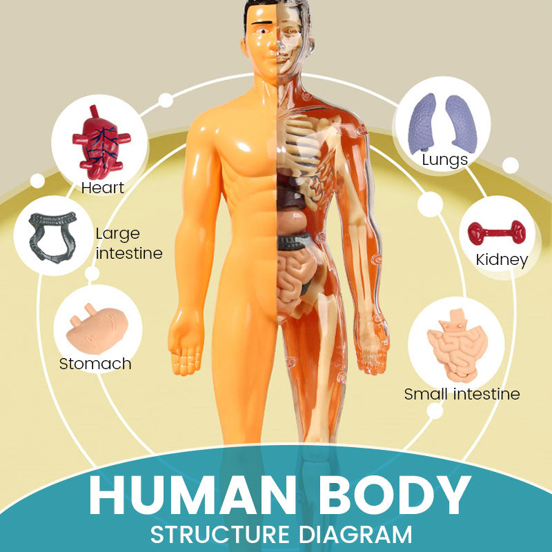 Detachable human model toy