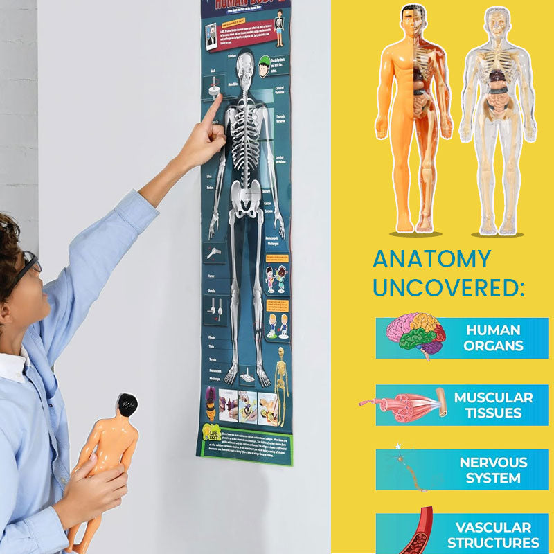 Detachable human model toy