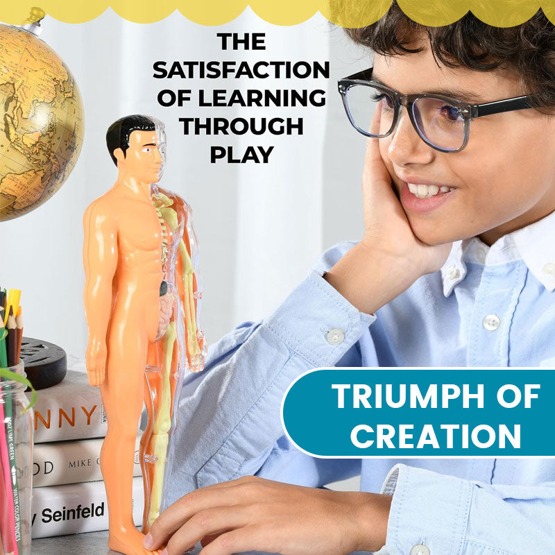 Detachable human model toy