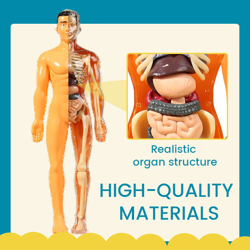Detachable human model toy