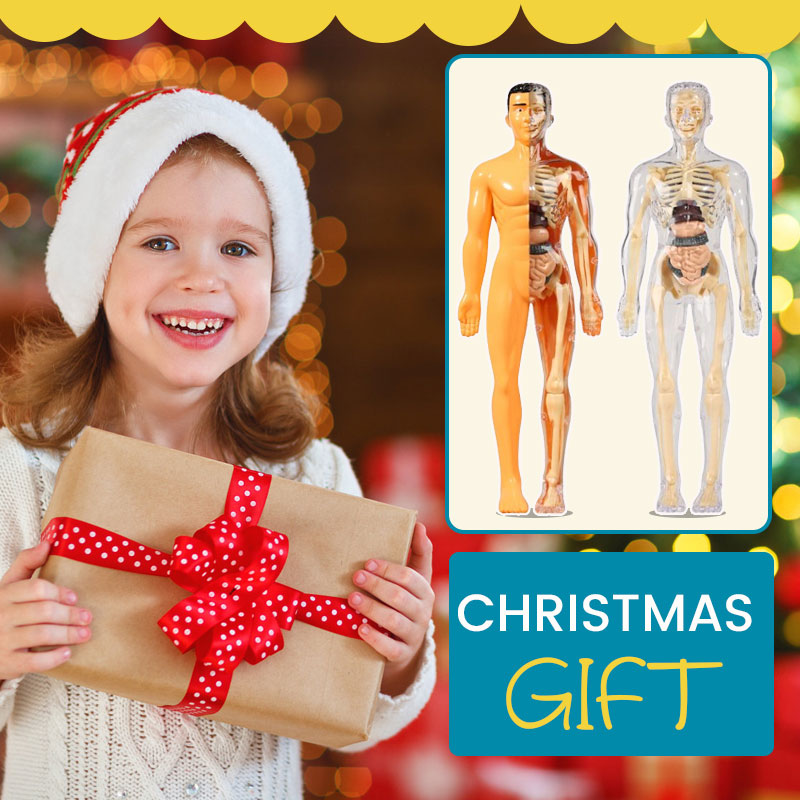 Detachable human model toy