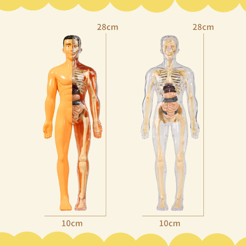 Detachable human model toy